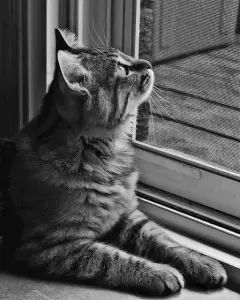 5 Things You Should Know Before Buying a Cat Door | Fluffy Kitty