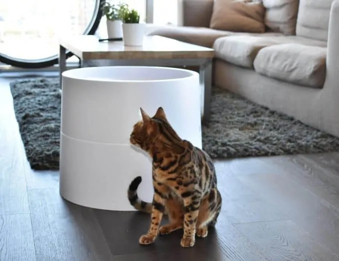 Boxscoop 2.0 | Fluffy Kitty