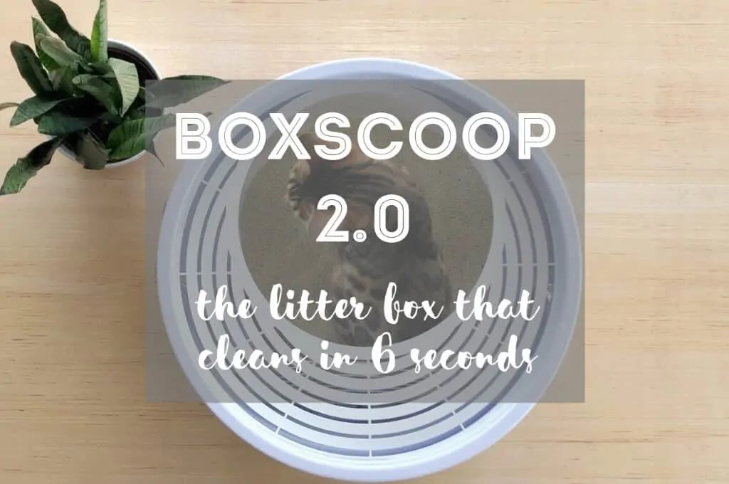 Boxscoop 2.0 | Fluffy Kitty