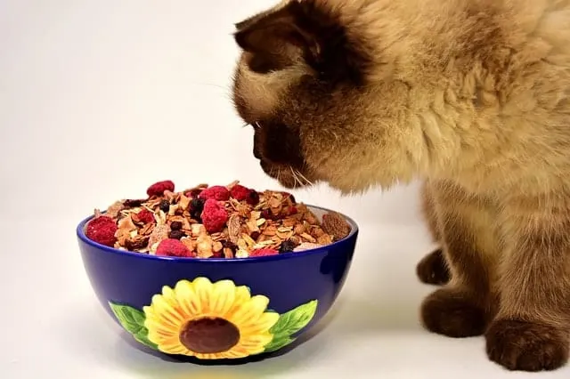 Best Fresh Pet Food Delivery | Fluffy Kitty