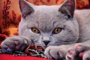 10 best cats for cuddling - british shorthair