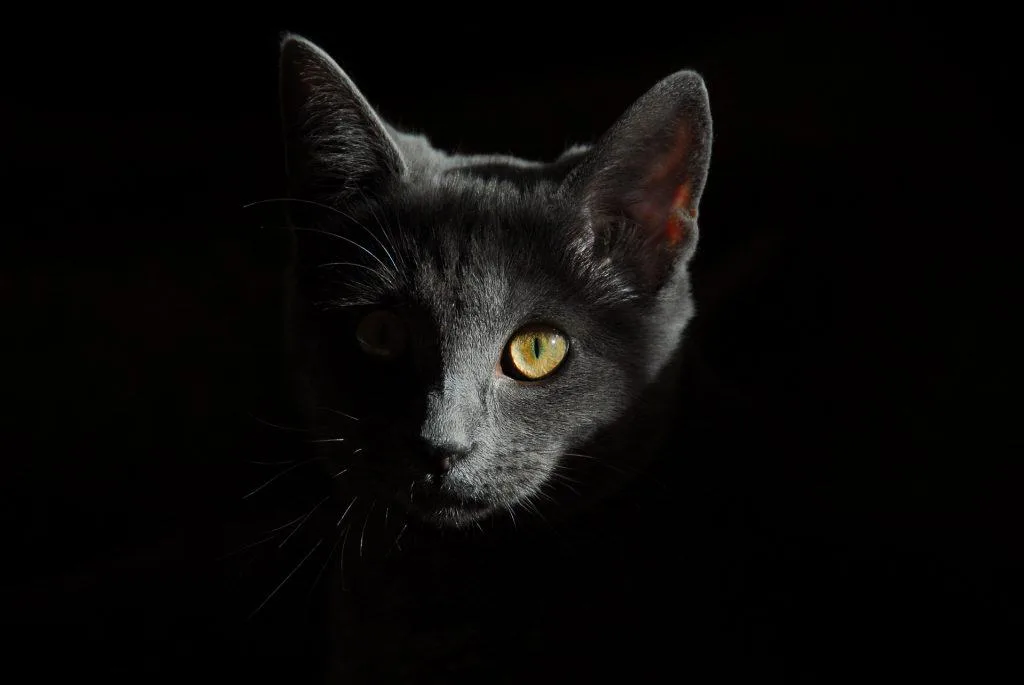 Should i insure my cat?