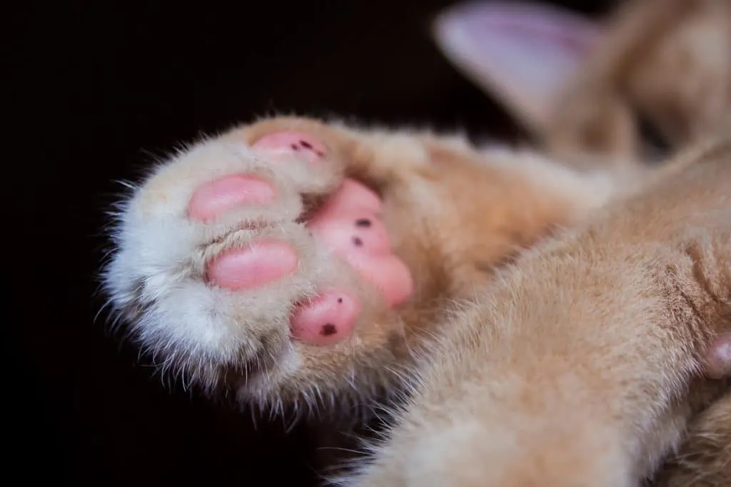 Should i insure my cat?