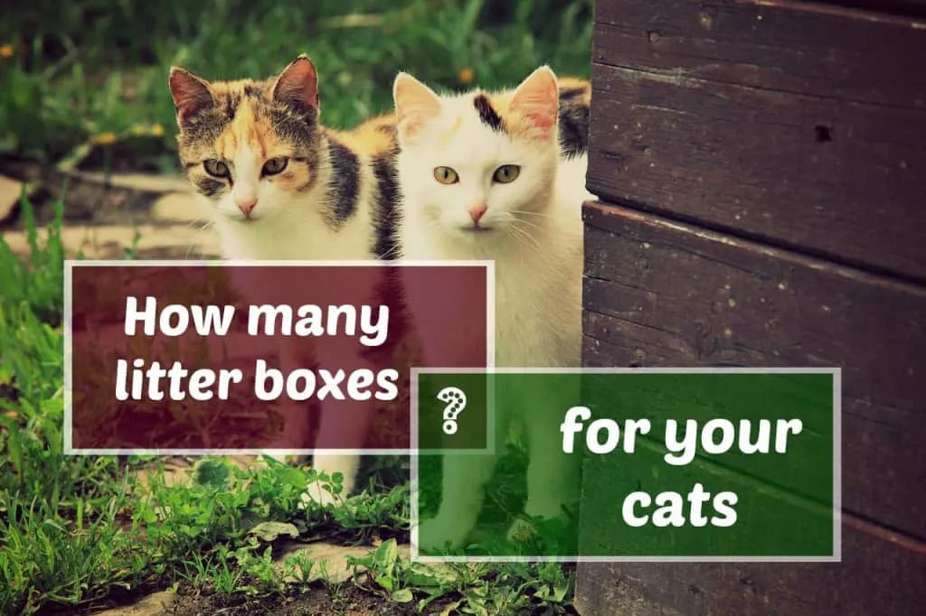 can 2 cats share a litter box header