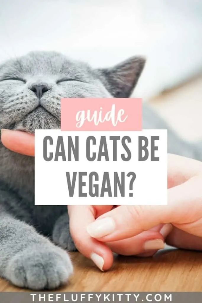 gray cat with text overly 'can cats be vegan'