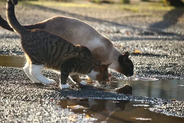 Do Cats Need Bathing? | Fluffy Kitty