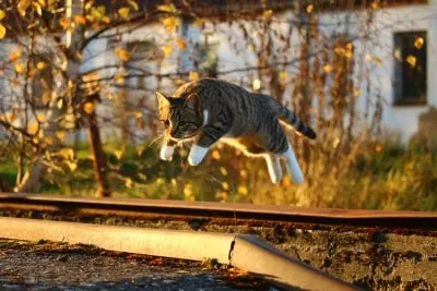 why is my cat so vicious, hunting