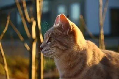 my cat died what do I do