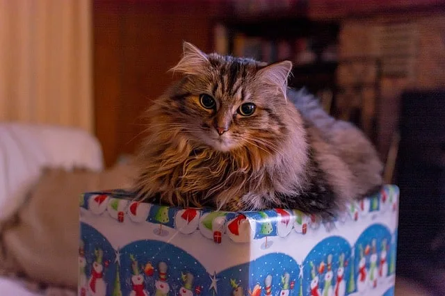 tips on how to keep your cat safe for christmas