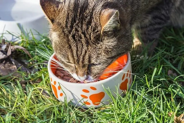 Best Fresh Pet Food Delivery | Fluffy Kitty