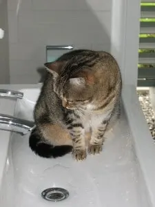 how to get rid of fleas on my cat