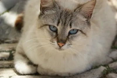 can two cats share a litter box
