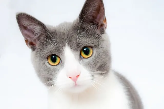 Most Common Health Problems In Cats | Fluffy Kitty