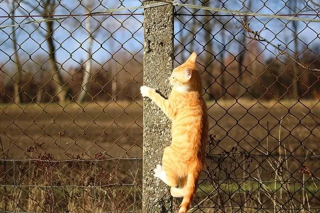 DIY Cat Climbing Shelves | Fluffy Kitty