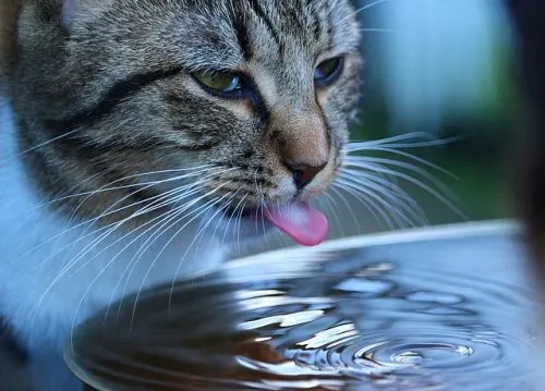 cat drinking from faucet