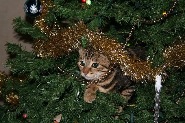 How to Cat Proof a Christmas Tree | Fluffy Kitty