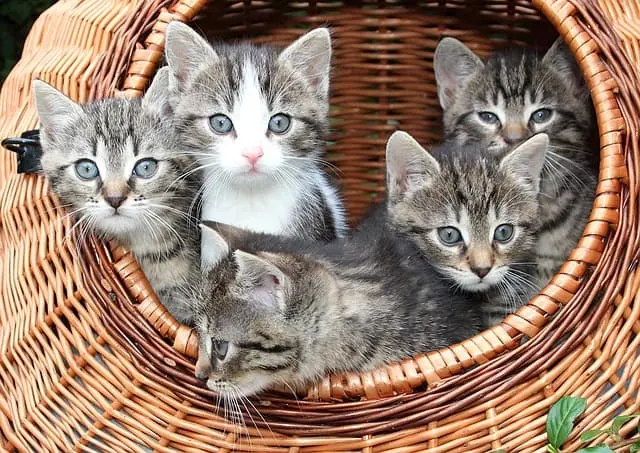 what should kittens eat & drink