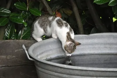 cat taking a bath