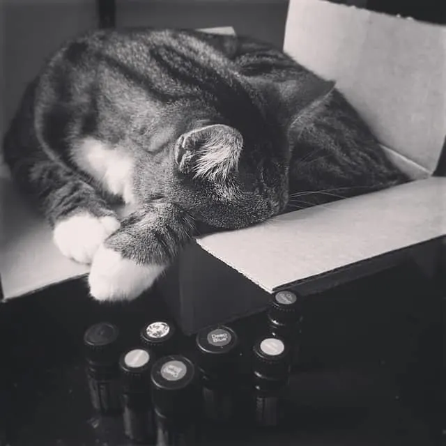 Can I Use Essential Oils on My Cat ? Fluffy Kitty