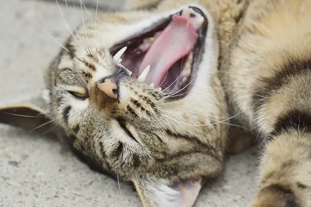 Cat Teeth Chattering | Fluffy Kitty