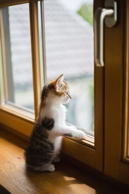 Cat Teeth Chattering | Fluffy Kitty