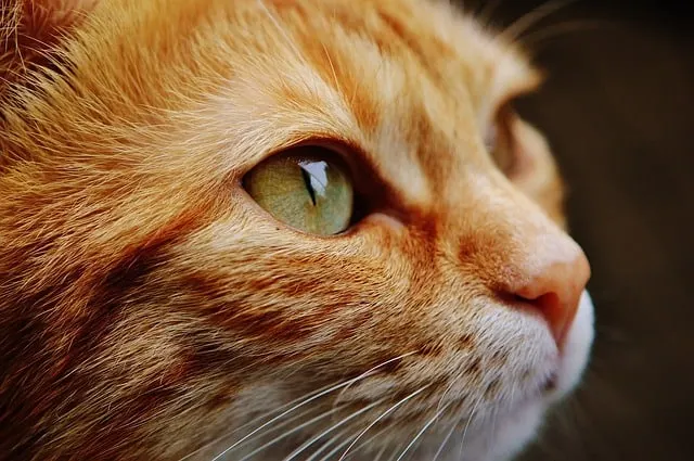 Can cats drink vinegar?