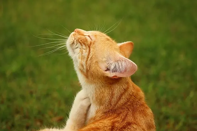 Seresto Cat Collar Review | Fluffy Kitty