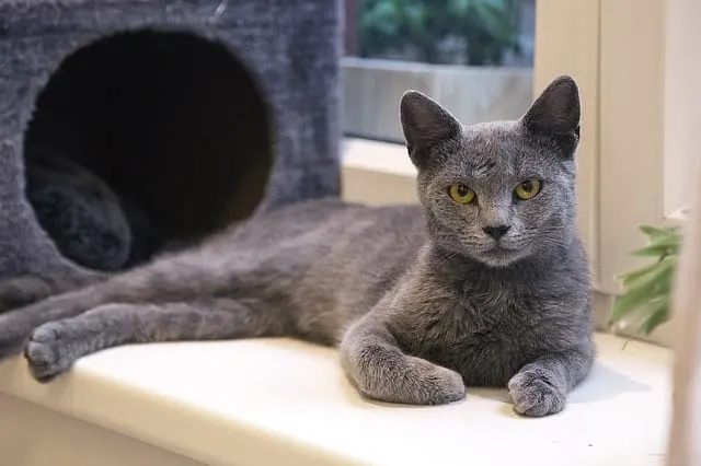 Dust Free Cat Litter | Our Selection
