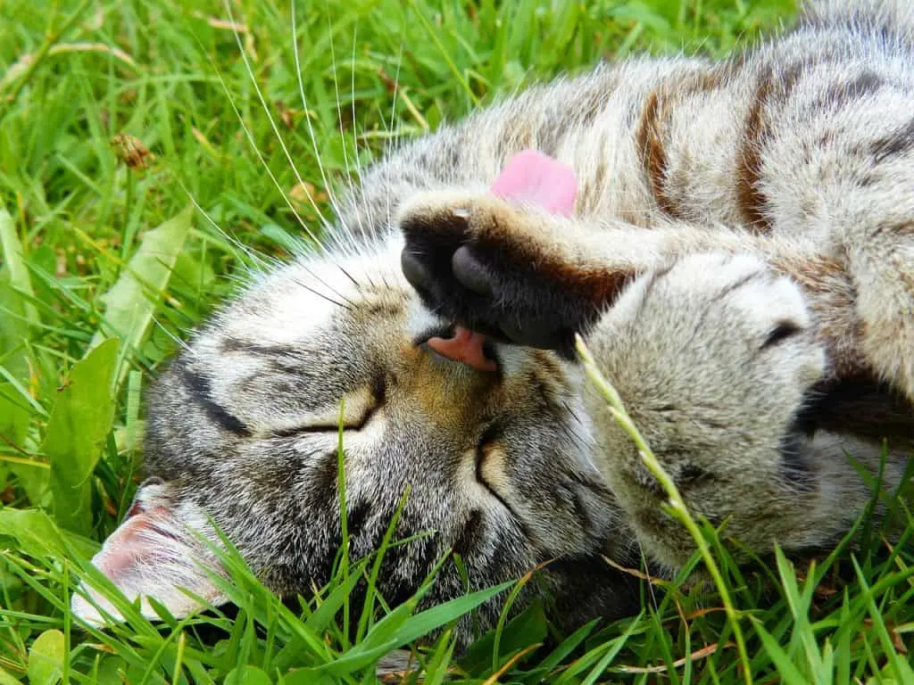 Cat coughing and gagging | Fluffy Kitty