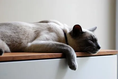 use melatonin for cats