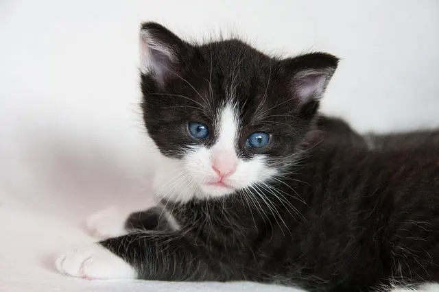 Best cat insurance // Fluffy Kitty