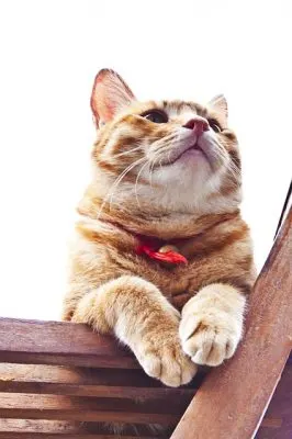 should my cat wear a bell