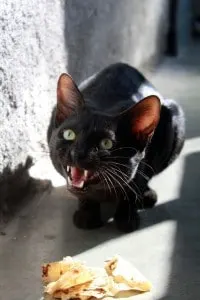 cat annoyed