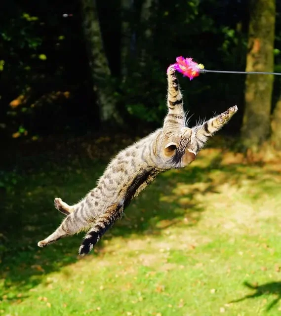Keeping an Indoor Cat Active