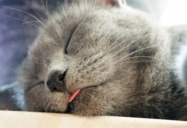 How to Travel with a Cat on a Plane | Fluffy Kitty