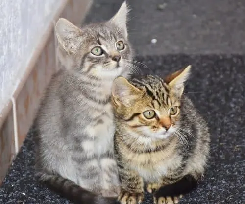 how to introduce 2 cats