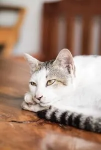 sad cat