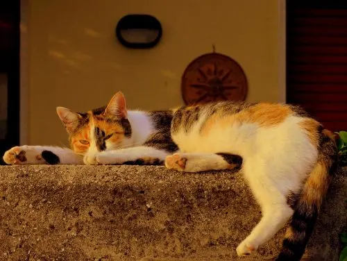 how to administer melatonin for cats
