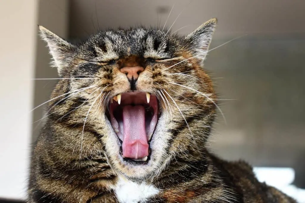 Cat coughing and gagging | Fluffy Kitty