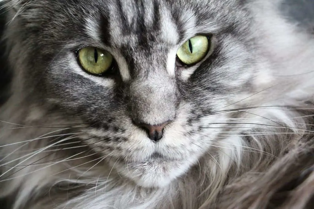 Cat coughing and gagging | Fluffy Kitty