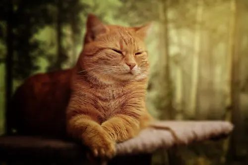 melatonin for cats