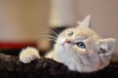 how to compost kitty litter 