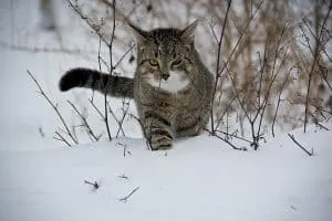 most common health problems in cats