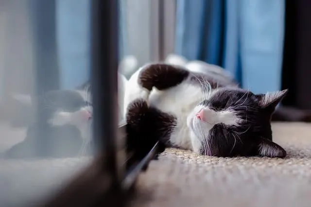 Dust Free Cat Litter | Fluffy Kitty