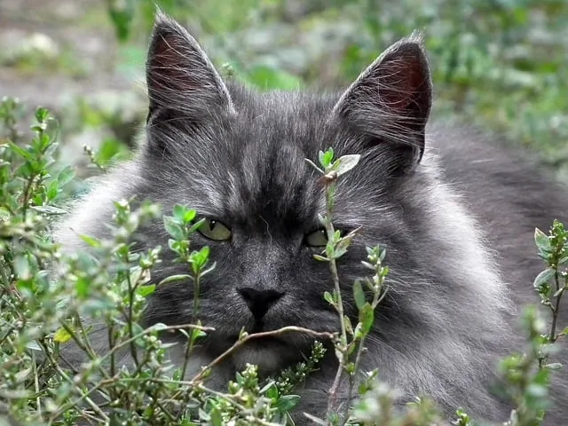 Are Flea Collars Safe for Cats?