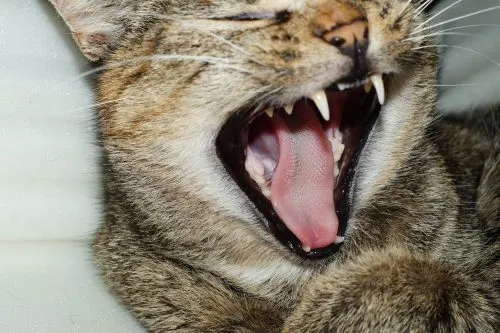 what is the best cat toothpaste