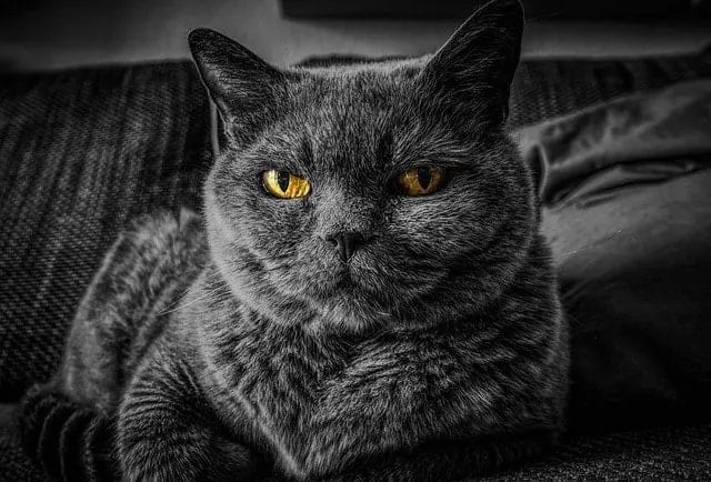 Why Do My Cat's Eyes Water? | Fluffy Kitty | why do my cat's eyes water?