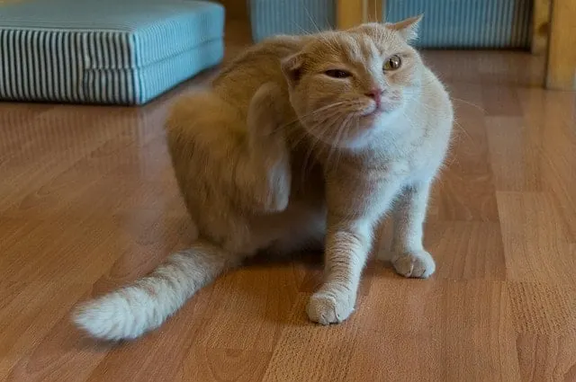 Understanding Feline Hyperesthesia / Rolling Skin Disease / Twitching-Skin Syndrome in Cats #cats #cathealth #catblog #catbehavior | The Fluffy Kitty thefluffykitty.com