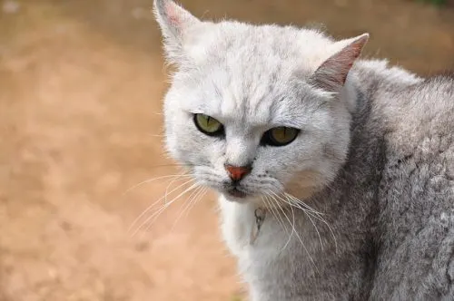 should my cat wear a collar