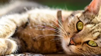 cat collars